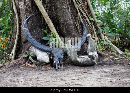 Crânes et cornes d'animaux sauvages confisqués à des braconniers sauvages dans le parc national de Kaziranga dans l'État d'Assam en Inde Banque D'Images