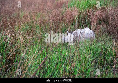Beau rhinocéros indien ou plus grand rhinocéros à une corne, caché dans une herbe haute dans le parc national de Kaziranga dans l'État d'Assam en Inde Banque D'Images