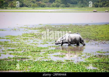 Grand rhinocéros indien à cornes broutant en eau peu profonde dans le parc national de Kaziranga, Assam, Inde Banque D'Images