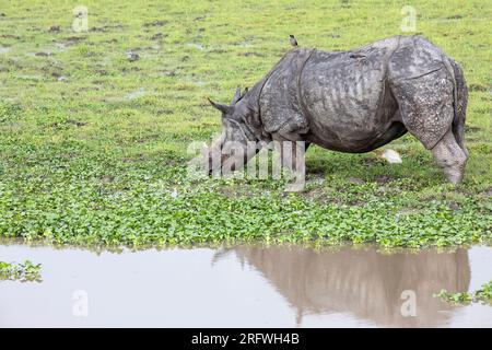 Grand rhinocéros indien à cornes broutant en eau peu profonde dans le parc national de Kaziranga, Assam, Inde Banque D'Images