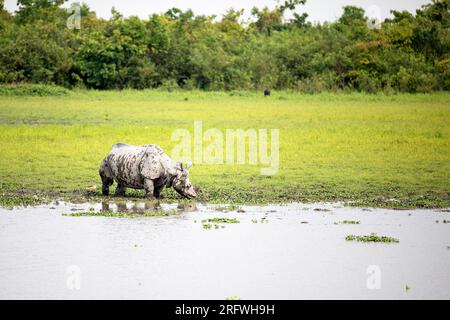 Grand rhinocéros indien à cornes broutant en eau peu profonde dans le parc national de Kaziranga, Assam, Inde Banque D'Images