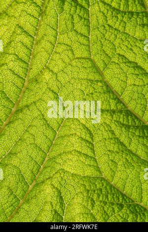 Feuille de Gunnera verte Banque D'Images