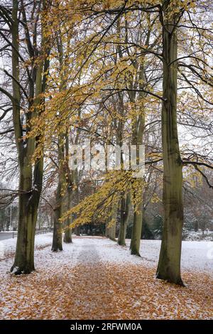 Chemin des hêtres, les dos, Cambridge, Royaume-Uni Banque D'Images