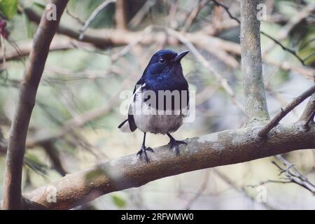 Oriental Magpie Robin, l'oiseau national du Bangladesh Banque D'Images