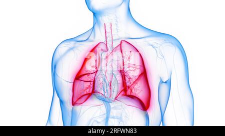 Poumons, illustration Banque D'Images