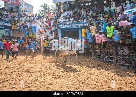 Jallikattu le sport culturel annuel du sud de l'inde Banque D'Images