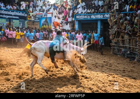 Jallikattu le sport culturel annuel du sud de l'inde Banque D'Images