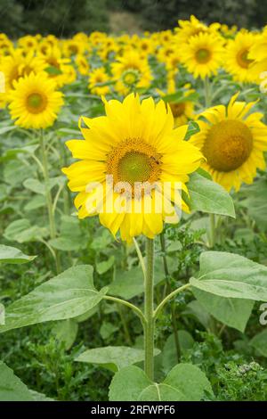 Champ de tournesol florissant à la lisière de la forêt en Allemagne Banque D'Images