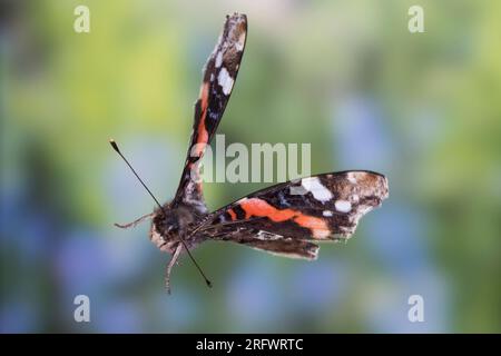 Amiral, flug, fliegend, Hedera Helix, Vanessa atalanta, Pyrameis atalanta, amiral rouge, vol, vol, le Vulcain Banque D'Images