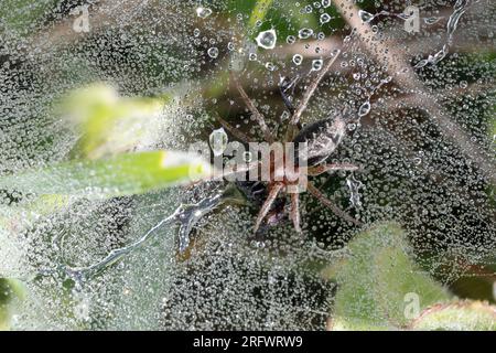 Labyrinthe, labyrinthe-Spinne, Jungtier im Netz, Trichternetz, Tautropfen, Agelena labyrinthica oder Agelena orientalis, tisserand d'herbe, labyrinthe Banque D'Images