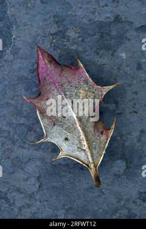 Une seule feuille piquante de Holly ou Ilex aquifolium blanchi argent et violet par le temps hivernal reposant sur l'ardoise Banque D'Images