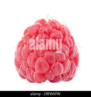 Un fruit framboise frais isolé dans le fond blanc. Baies isolées. Nourriture saine. Le fichier contient un chemin de détourage. Profondeur de champ totale. Banque D'Images