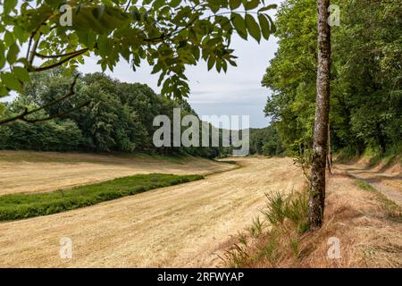 Plaine ouverte pour Wallfhärte agriculture le long du sentier de randonnée de Weidingen à Utscheid, arbres luxuriants dans la réserve naturelle en arrière-plan, séance sèche en raison du climat Banque D'Images