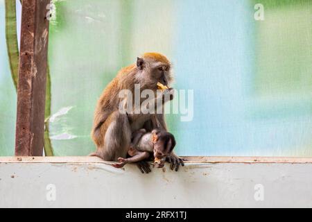 Un bébé macaque à longue queue s'accroche à sa mère alors qu'ils sont assis sur la barrière de chantier de construction de logements publics Waterway Sunrise, à Singapour Banque D'Images