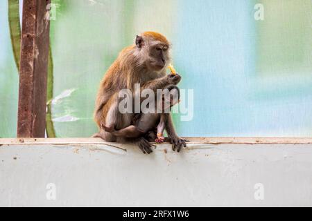 Un bébé macaque à longue queue s'accroche à sa mère alors qu'ils sont assis sur la barrière de chantier de construction de logements publics Waterway Sunrise, à Singapour Banque D'Images