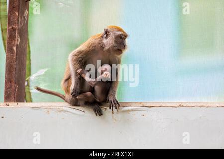 Une femelle macaque à longue queue suce son bébé alors qu'ils sont assis sur la barrière de chantier de construction de logements publics Waterway Sunrise, Singapour Banque D'Images