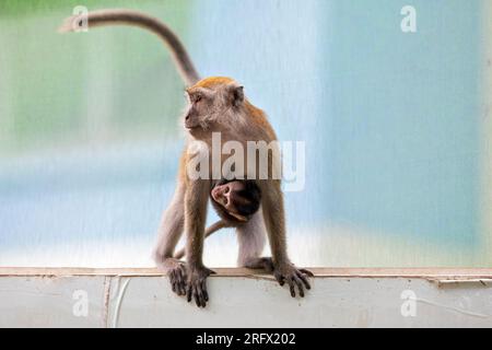 Une femelle macaque à longue queue tète son bébé alors qu'elle est vigilante sur la barrière de chantier de construction de logements publics Waterway Sunrise, Singapor Banque D'Images