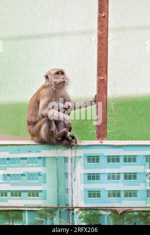 Une femelle macaque à longue queue suce son bébé alors qu'ils sont assis sur la barrière de chantier de construction de logements publics Waterway Sunrise, Singapour Banque D'Images
