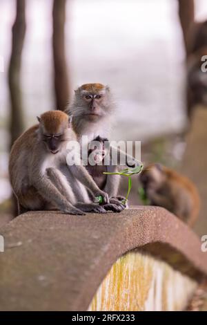 Un bébé macaque à longue queue regarde la feuille que sa mère tient dans sa main tandis que le reste de la famille s'assoit et mange en commun à côté d'un rese Banque D'Images