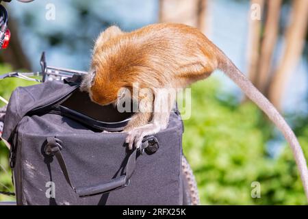 Un macaque à longue queue ouvre la valise du photographe à la recherche de nourriture ou de tout ce qui présente un intérêt momentané à enquêter, Singapour Banque D'Images