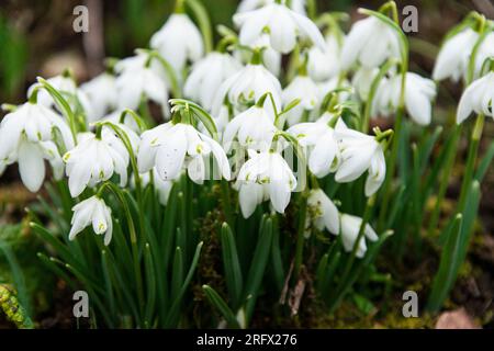 La goutte de neige à double fleur 'flore Pleno' (Galanthus nivalis F. pleniflorus 'flore Pleno') Banque D'Images