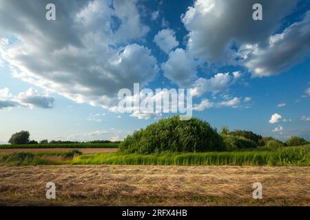 Tondre de l'herbe dans une prairie avec des buissons et des nuages fantastiques sur le ciel bleu, jour d'été, Pologne orientale Banque D'Images