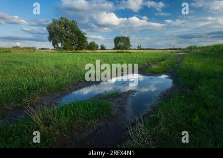 Flaque d'eau sur le chemin de terre sur une prairie verte avec des arbres, Nowiny, Pologne orientale Banque D'Images