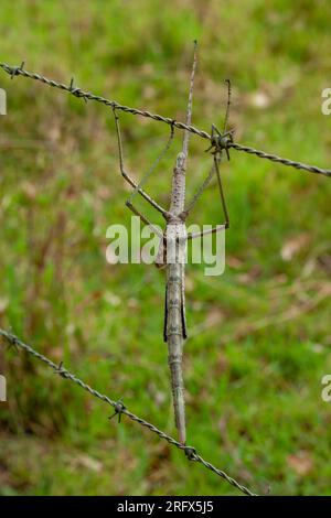 Insecte bâton, Phasmatodea, sauvage, Yungaburra, Australie. Banque D'Images