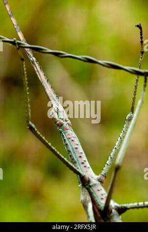 Insecte bâton, Phasmatodea, sauvage, Yungaburra, Australie. Banque D'Images