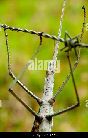 Insecte bâton, Phasmatodea, Yungaburra, Australie. Banque D'Images