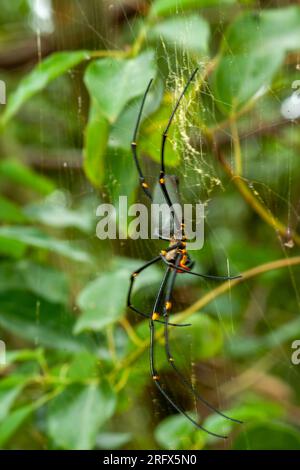 Golden Orb Weaving Spider, Golden Silk Orb-Weaver, Nephila, femelle, sauvage, Malanda, Australie. Banque D'Images