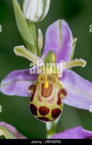 Bee Orchid var. Belgarum (Ophrys apifera), Orchidaceae. Sussex, Royaume-Uni Banque D'Images