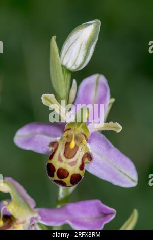 Bee Orchid var. Belgarum (Ophrys apifera), Orchidaceae. Sussex, Royaume-Uni Banque D'Images