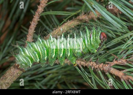 Chenille de la lune chinoise se nourrissant du pin (Actias dubernardi), Saturnidae Banque D'Images