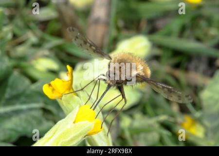 Mouche pointillée des abeilles (Bombylius discolor), Bombyliidae. Sussex, Royaume-Uni Banque D'Images