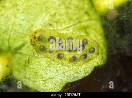 Œufs d'escargot de boue d'étang (Omphiscola glabra). Lymnaeidae. Sussex, Royaume-Uni Banque D'Images