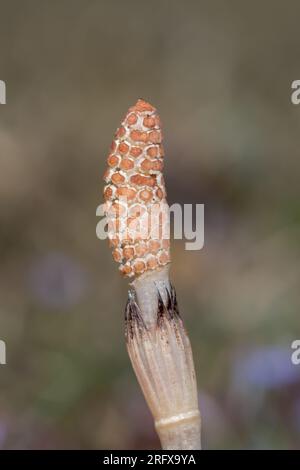 Cônes fertiles à queue de cheval (Equisetum arvense). Equisetaceae. Sussex, Royaume-Uni Banque D'Images