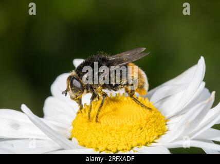 Grande mouche à bulbe de Narcisse - Hoverfly (Merodon equestris), Syrphidae, Diptère. Sussex, Royaume-Uni Banque D'Images