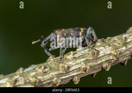 Grand charançon du pin (Hylobius abietis). Curculionidae. Sussex, Royaume-Uni Banque D'Images