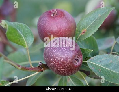 Gros plan du fruit noir de Pear Seckel avec le nom scientifique Pyrus communis Banque D'Images