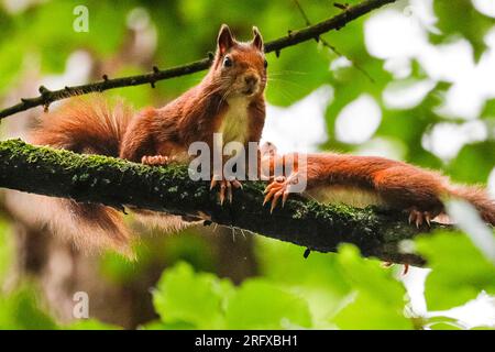 Dülmen, NRW, Allemagne. 06 août 2023. Un écureuil roux eurasien (Sciurus vulgaris) s'occupe de son juvénile (kit) dans les bois près de Dülmen, dans la campagne de Münsterland. Les rares rongeurs herbivores ont été vus plus fréquemment récemment avec beaucoup de nourriture disponible pendant l'été chaud mais humide cette année. Crédit : Imageplotter/Alamy Live News Banque D'Images