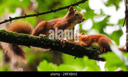 Dülmen, NRW, Allemagne. 06 août 2023. Un écureuil roux eurasien (Sciurus vulgaris) s'occupe de son juvénile (kit) dans les bois près de Dülmen, dans la campagne de Münsterland. Les rares rongeurs herbivores ont été vus plus fréquemment récemment avec beaucoup de nourriture disponible pendant l'été chaud mais humide cette année. Crédit : Imageplotter/Alamy Live News Banque D'Images