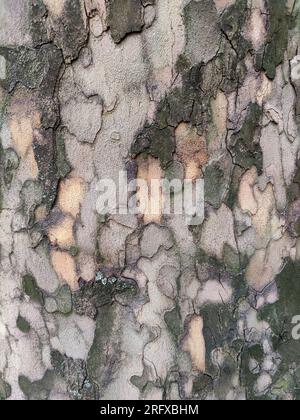 Couleur de l'écorce sycomore américain. Texture à pois de sycomore d'écorce, plein cadre, arrière-plan abstrait. Gros plan. Copier l'espace. Mise au point sélective. Banque D'Images
