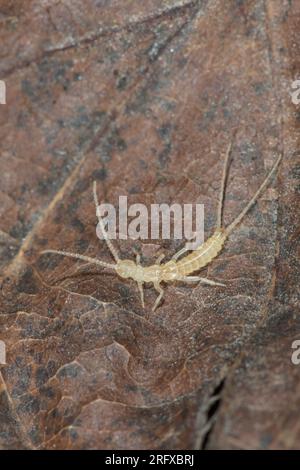 Deux pattes Bristletail, Campodeoidea, Diplura. Sussex, Royaume-Uni Banque D'Images