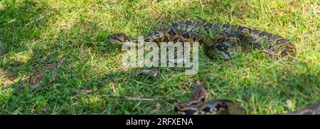 Crocodile du Nil dans la forêt de madagascar sur herbe verte au parc national d'Andasibe Banque D'Images