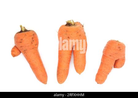 Légumes à carotte torsadée fourchue. Forme causée par le champignon pythium ou le sol rempli de petites roches de nourriture. Aliment santé riche en fibres, bêta-carotène. Banque D'Images