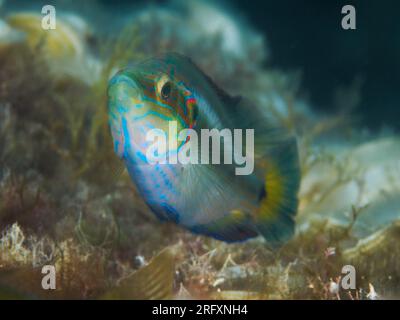 Wrasse ocellée (Symphodus ocellatus), poisson mâle sur fond noir Banque D'Images