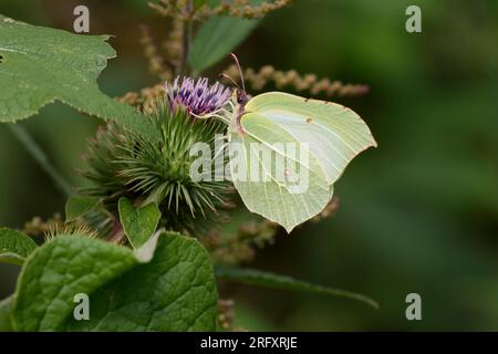 Papillon en pierre à rebords Gonepteryx rhamni, mâle jaune plus brillant femelle plus verte en forme de feuille ailes gris corps brun taches sur les sous-ailes perchées sur la végétation Banque D'Images