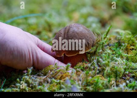 Un petit bolète Scarletina, Neoboletus erythropus, en été Banque D'Images