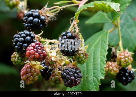 Mûres de rongeur Rubus fruticosus agg, brouillage d'arbustes avec des épines porte des fleurs blanches ou roses se transformant en baies noires multi segmentées Banque D'Images